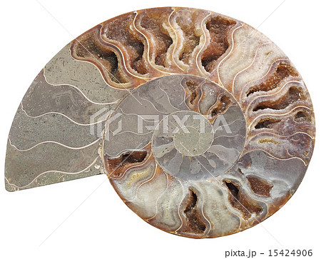 Ammonite stone 15424906