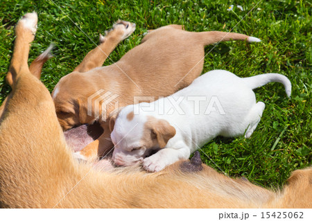 Mixed-breed cute little dog family. Mixed-breed cute little dog family. 15425062