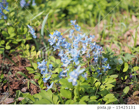 エゾエンゴサク エゾエンゴサク 15425131