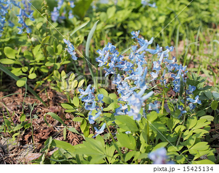 エゾエンゴサク エゾエンゴサク 15425134