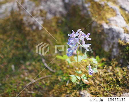 エゾエンゴサク エゾエンゴサク 15425135