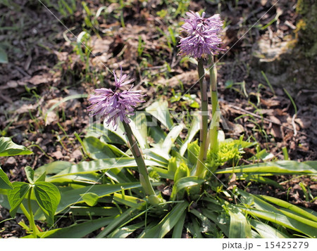 ショウジョウバカマ ショウジョウバカマ 15425279
