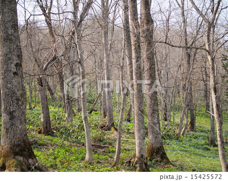 北邦野草園の木々 北邦野草園の木々 15425572