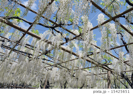 あしかがフラワーパークの藤の花 15425651