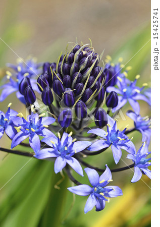 オオツルボ(シラー・ペルビアナ) オオツルボ(シラー・ペルビアナ) 15425741