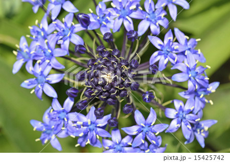 オオツルボ（シラー・ペルビアナ） 15425742