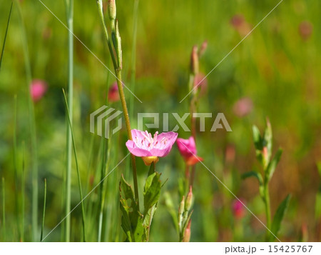 アカバナユウゲショウの花 15425767