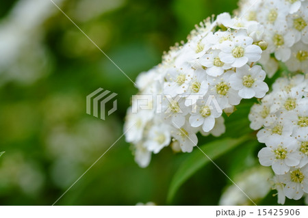 白い花 15425906