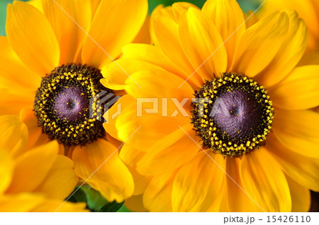 タイガーアイ、虎の目、花 15426110