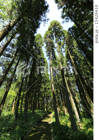 愛知緑化センターの針葉樹林 愛知緑化センターの針葉樹林 15426410