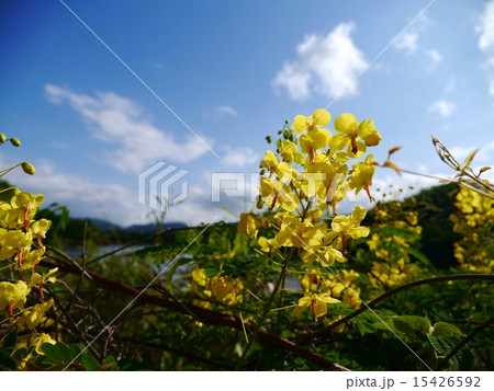 ジャケツイバラの花咲く風景、服部大池畔 ジャケツイバラの花咲く風景、服部大池畔 15426592