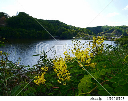 ジャケツイバラの花咲く風景、服部大池畔 ジャケツイバラの花咲く風景、服部大池畔 15426593