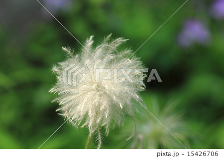 新緑の中で朝日を浴びて生き生きとしている長く白い綿毛(オキナグサ) 15426706