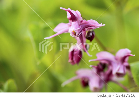 イカリソウ 15427516