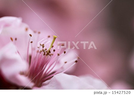 桃の花アップ 15427520