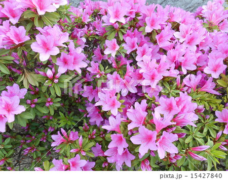 みやまきりしま(深山霧島) みやまきりしま(深山霧島) 15427840