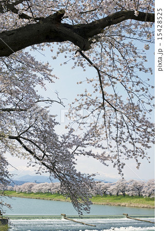 大河原一目千本桜 15428525