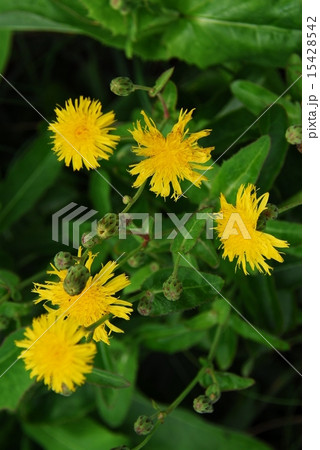 ハチジョウナ(八丈菜) ハチジョウナ(八丈菜) 15428542