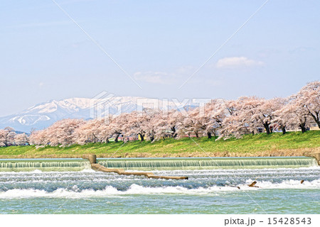 白石川と蔵王山系春景色 白石川と蔵王山系春景色 15428543