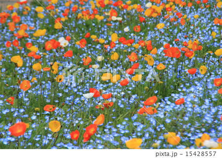 くりはま花の国のポピーとネモフィラ畑 くりはま花の国のポピーとネモフィラ畑 15428557