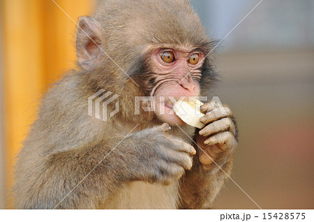 りんごを食べる子猿 りんごを食べる子猿 15428575