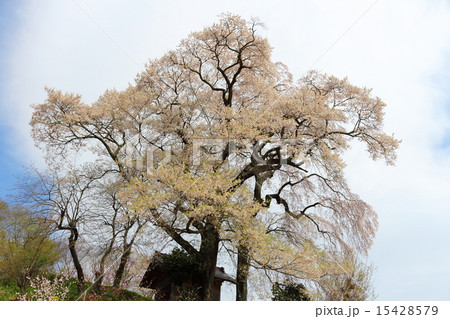天神夫婦桜 15428579