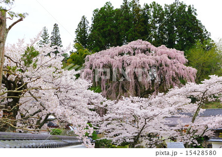 福聚寺の紅枝垂桜 福聚寺の紅枝垂桜 15428580