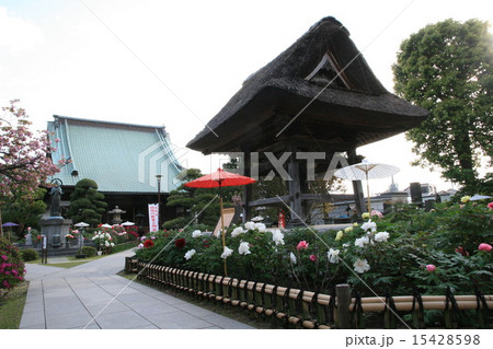 金沢八景龍華寺の牡丹 金沢八景龍華寺の牡丹 15428598