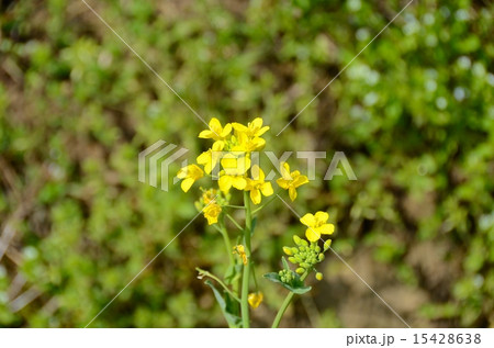 菜の花 15428638