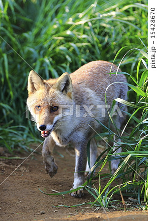 ホンドキツネ ホンドキツネ 15428670