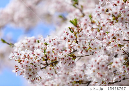 満開の桜 15428767