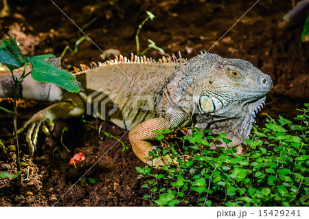Close-up of green iguana (Iguana iguana) Close-up of green iguana (Iguana iguana) 15429241