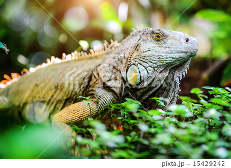Close-up of green iguana (Iguana iguana) 15429242