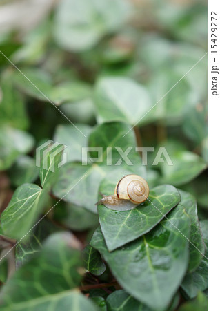 カタツムリ、葉の上、梅雨、5月 カタツムリ、葉の上、梅雨、5月 15429272