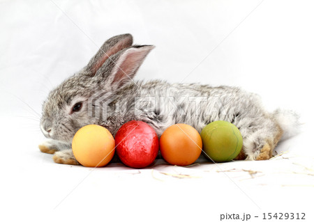 Gray rabbit 15429312