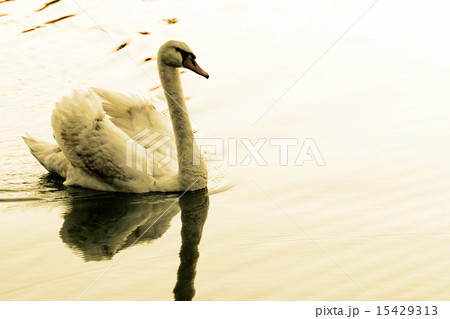 Lonely swan 15429313