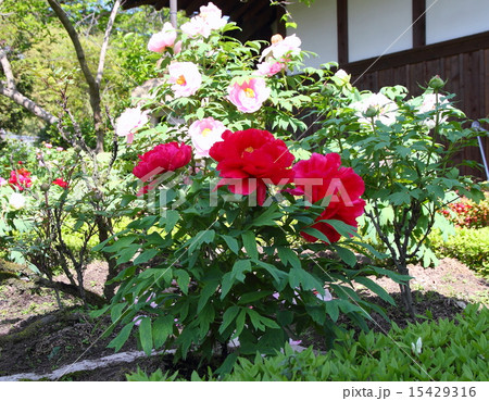 ボタンの花 15429316