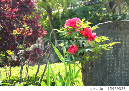 ボタンの花 ボタンの花 15429323