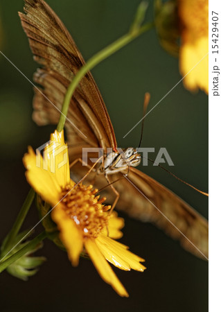 Orange butterfly 15429407