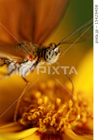 Orange butterfly 15429408