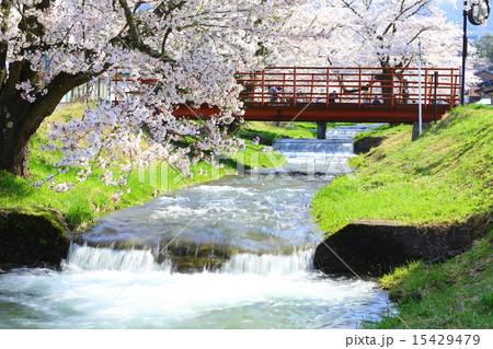 櫻花繚乱　観音寺川桜並木 15429479