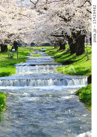 櫻花繚乱　観音寺川桜並木 15429482