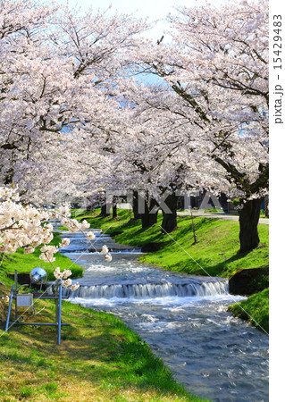 櫻花繚乱　観音寺川桜並木 15429483