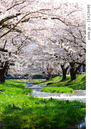 櫻花繚乱　観音寺川桜並木 15429486