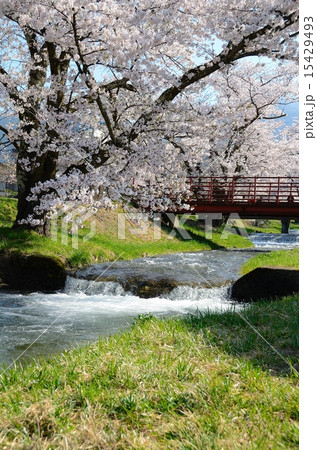 櫻花繚乱　観音寺川桜並木 15429493
