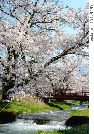 櫻花繚乱 観音寺川桜並木 櫻花繚乱 観音寺川桜並木 15429495
