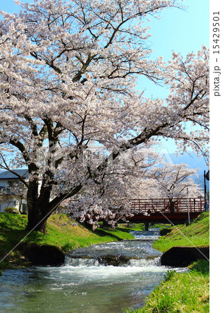 櫻花繚乱　観音寺川桜並木 15429501