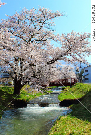 櫻花繚乱　観音寺川桜並木 15429502