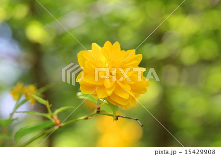 ヤエヤマブキ ヤエヤマブキ 15429908