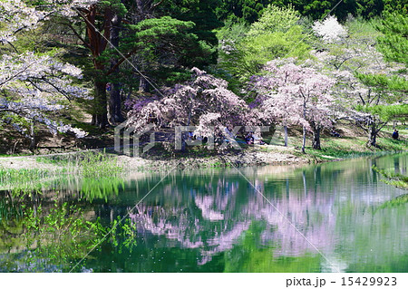 半田山自然公園　春繚乱 15429923